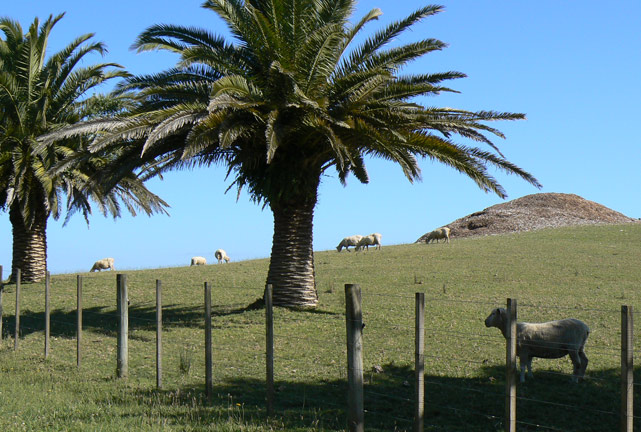 Des moutons et des palmiers