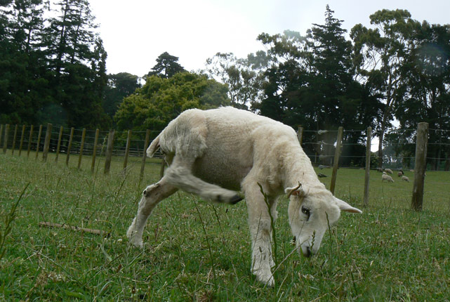 Un mini-mouton tondu