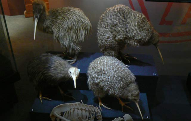 des kiwis empailles au Musee Te Papa a Wellington