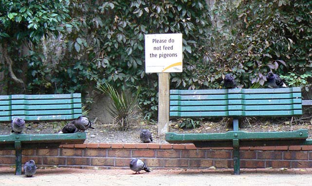 Please do not feed the pigeons