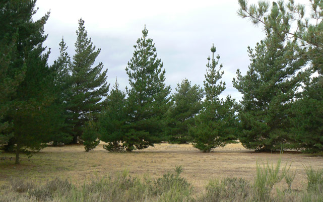 Les sapins entre Queensberry et Tarras