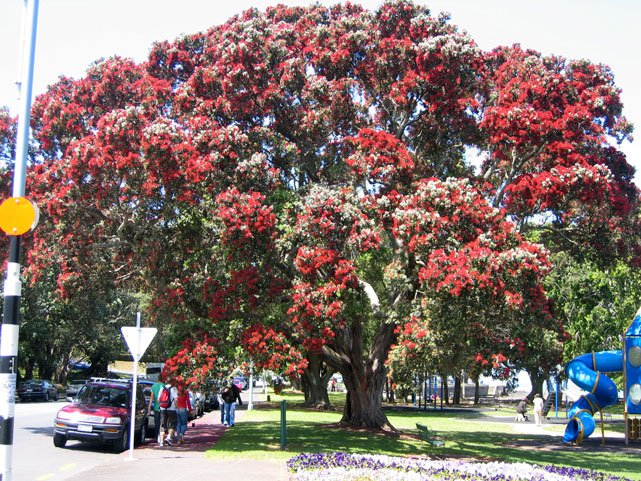 Pohutukawa version gros