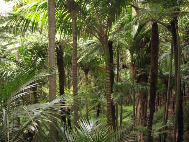 Welcome to the jungle