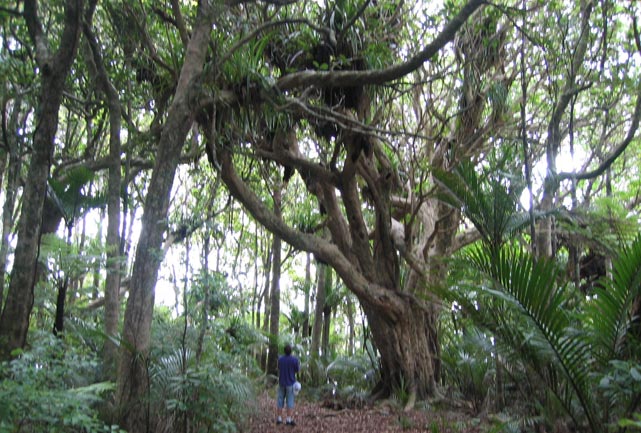 Welcome to the jungle