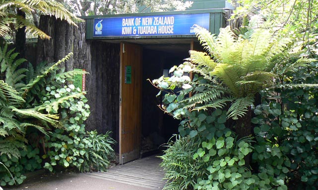 La 'cage' des kiwis!