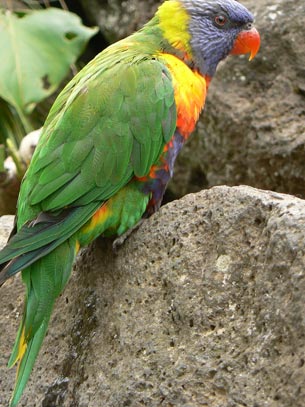 Auckland Zoo