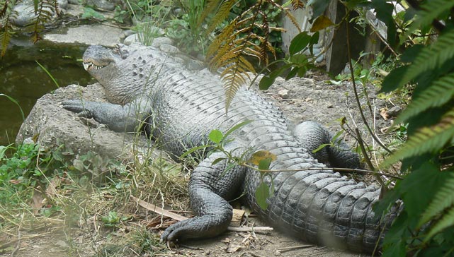 Alligator