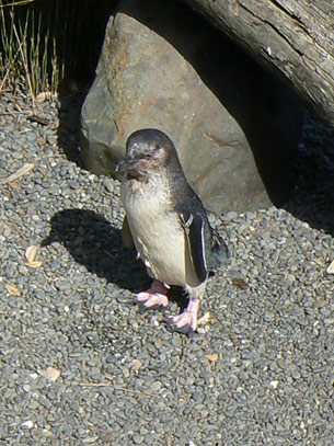 Pingouins
