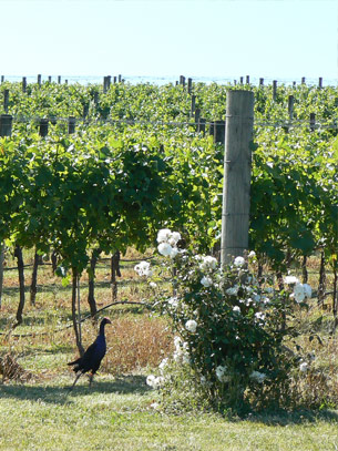 Les vignes o๠un Pukeko se promène