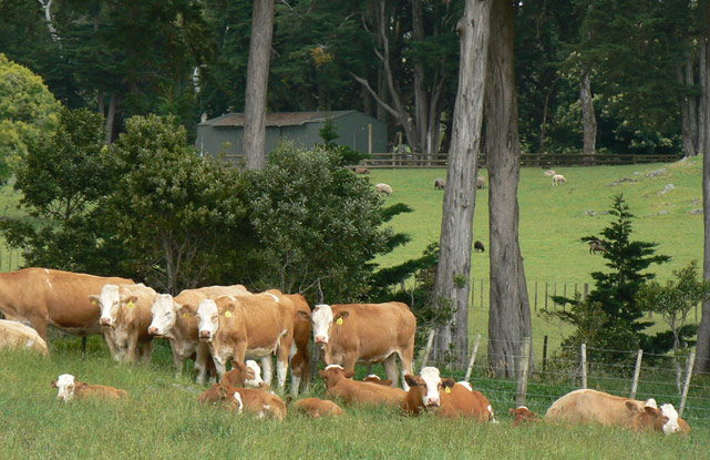 Des vaches et des moutons