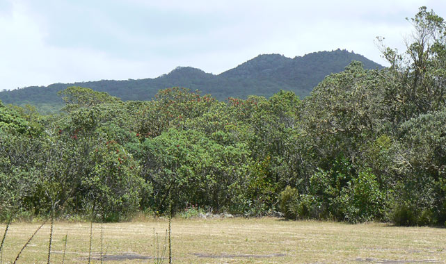 Rangitoto Island - Le sommet