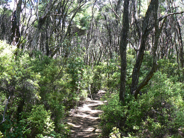 Rangitoto Island - piste dans la jungle direction les Lava Caves