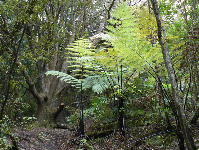 Rangitoto Island - Des fougères dans la forêt