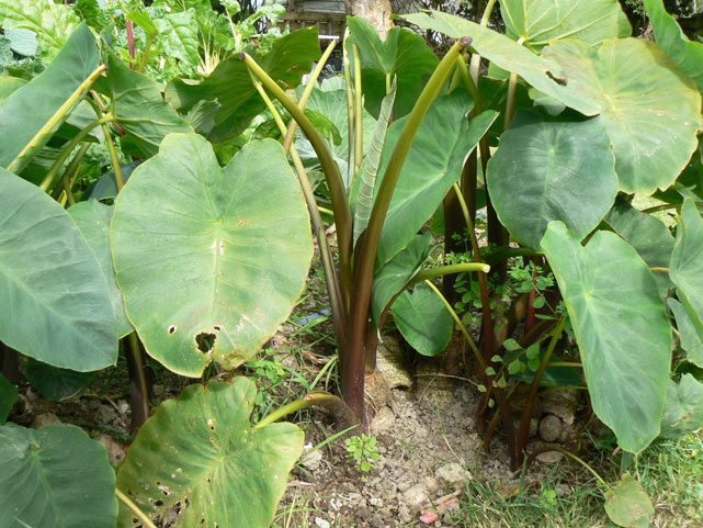 Et le fameux (ou la fameuse) Taro dans son environnement naturel!