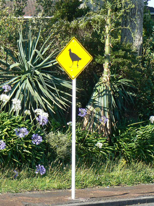 Attention! Pukeko