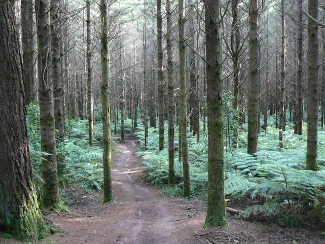Rotorua - Whakarewarewa trails