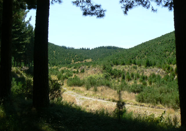 Wairake Forest - Craters Of The Moon - Taupo - Nouvelle-Zélande
