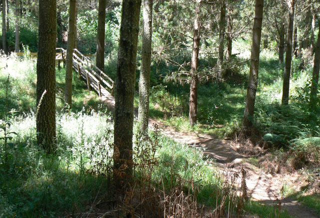 Wairake Forest - Craters Of The Moon - Taupo - Nouvelle-Zélande