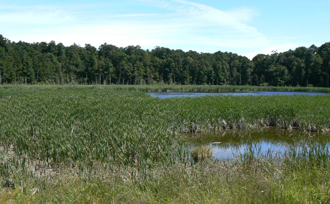 Nouvelle-Zélande - Rotokura Walk