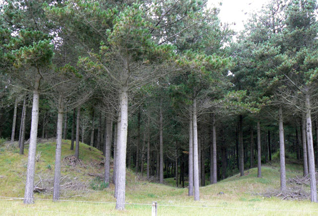 Nouvelle-Zélande - Waitarere