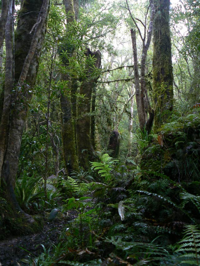 Nouvelle-Zélande - Otaki Gorge