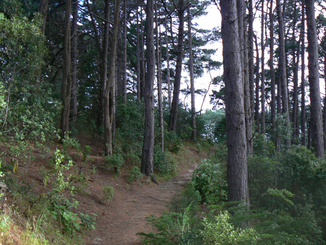 mont victoria, wellington