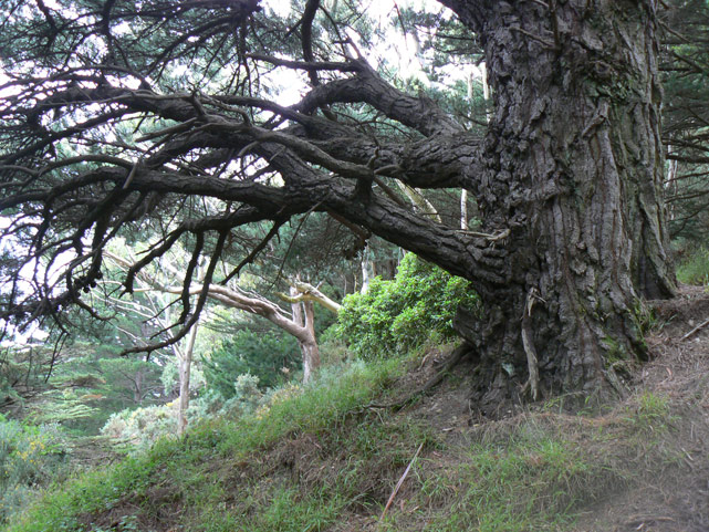 mont victoria, wellington
