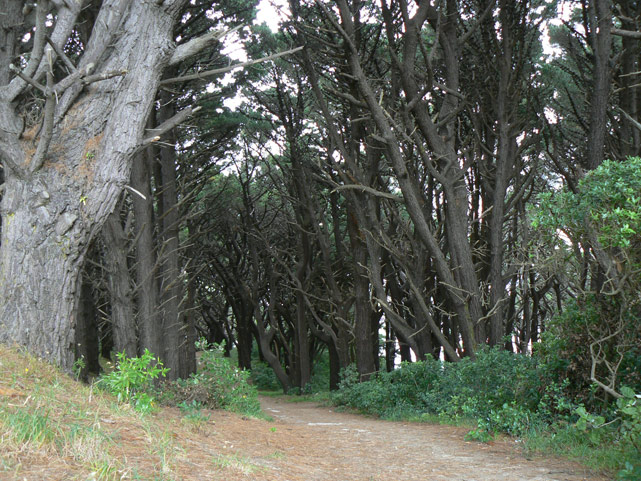 mont victoria, wellington