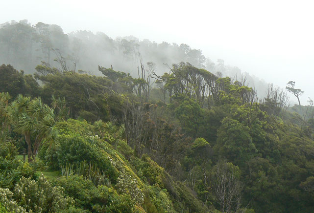 arbres dans la brume