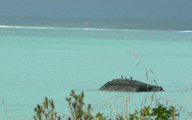 Jackson Bay / Okahu : trois oiseaux sur un rocher